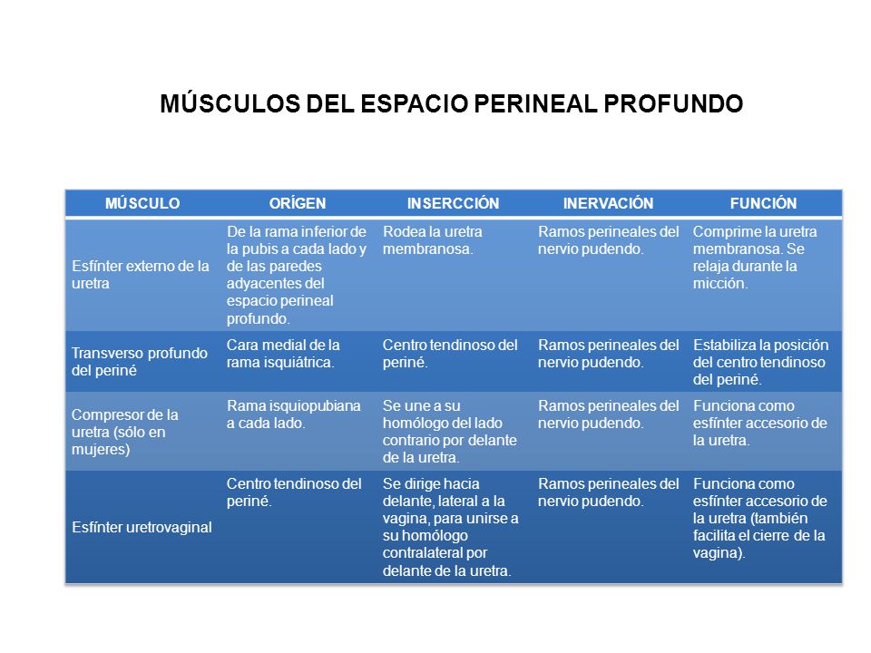 vagina inserción vagina inserción